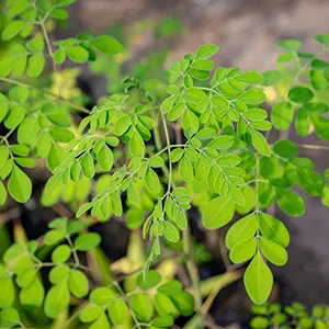 Kelor (Moringa oleifera)