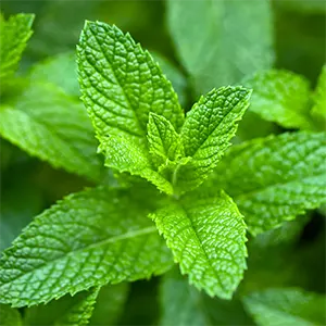 Bijanggut Domba (Mentha spicata)