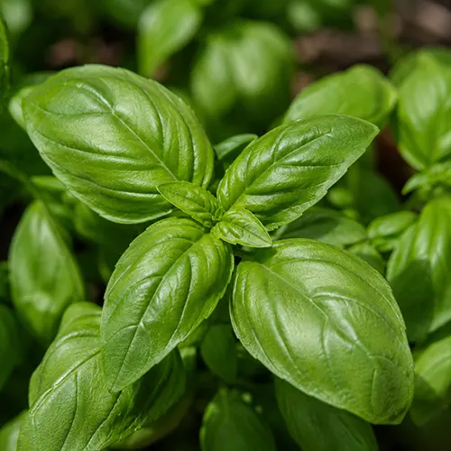 Basil / Kemangi
