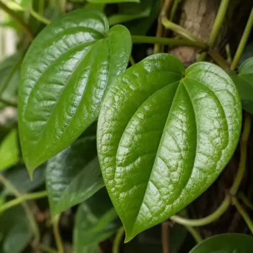 Betel Leaf / Daun Sirih