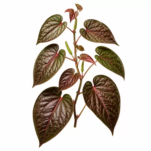 Botanical Illustration Red Betel / Daun Sirih Merah (Piper crocatum) Sirih Merah