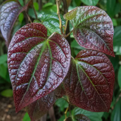 Red Betel / Daun Sirih Merah