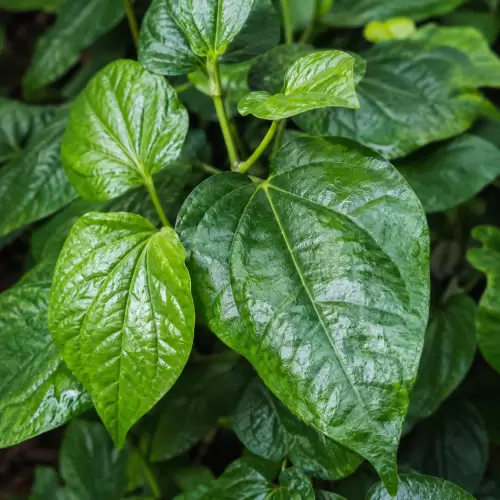 Betel Leaf Bush / Daun Sirih Belanda