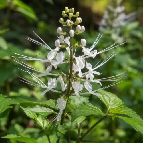 Cat's Whiskers / Kumis Kucing