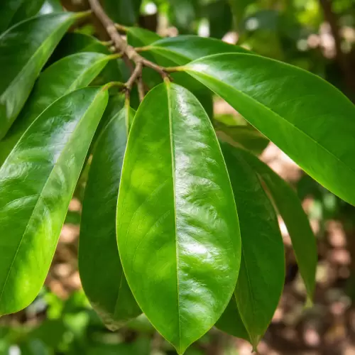 Soursop Leaf / Daun Sirsak