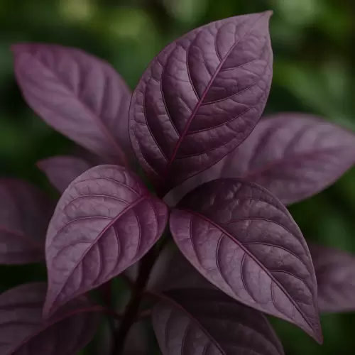 Daun Ungu