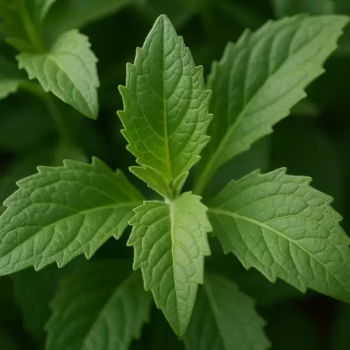 Daun Dewa