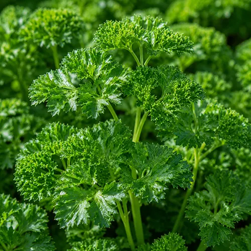 Parsley / Peterseli