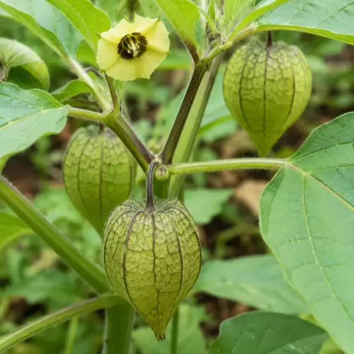 Ciplukan / Ground Cherry