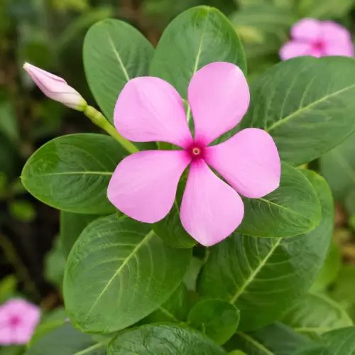 Tapak Dara / Periwinkle