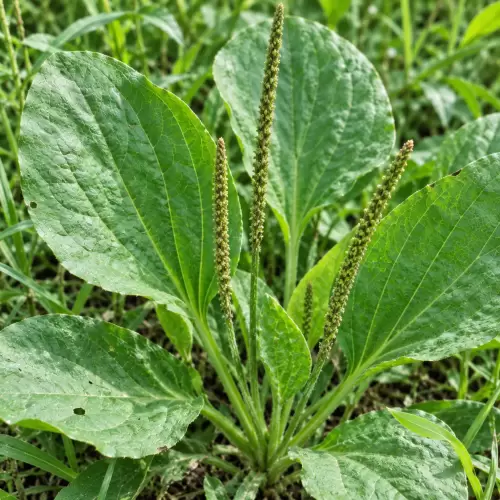 Daun Sendok