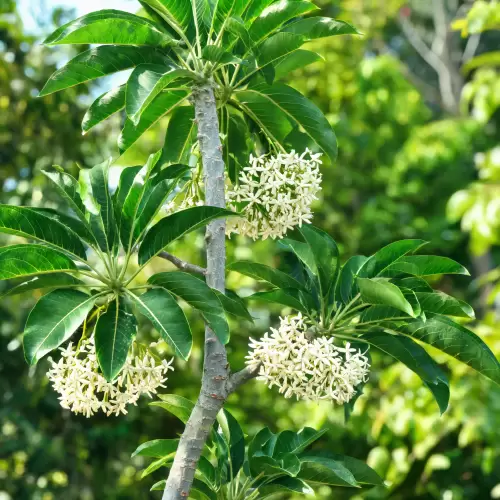 Pulai