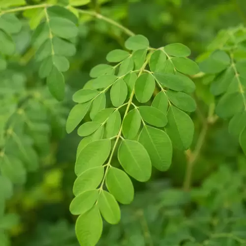 Moringa / Daun Kelor