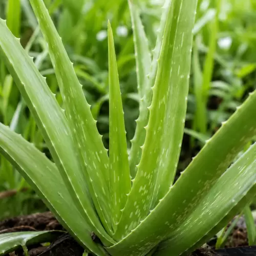 Aloe Vera / Lidah Buaya