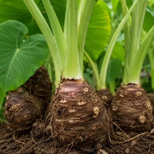 Taro Root / Talas