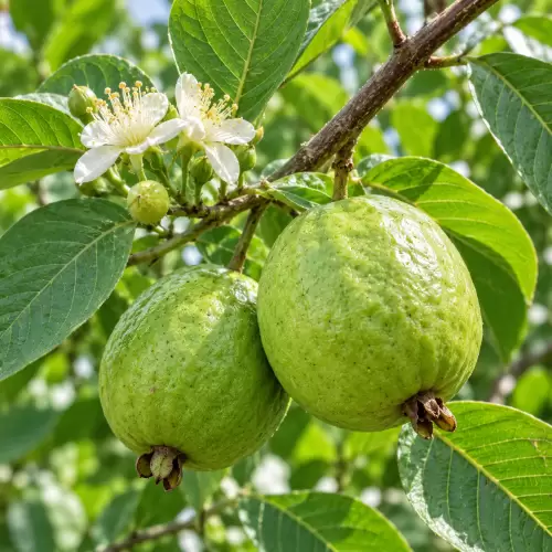 Jambu Biji