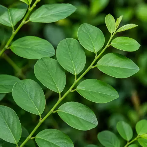 Katuk Leaf / Daun Katuk