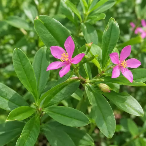 Ginseng Jawa