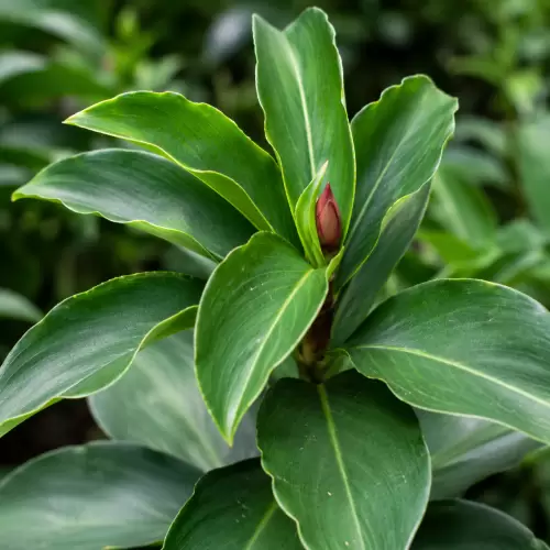 Insulin Plant / Daun Insulin