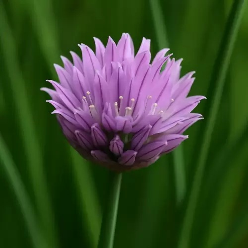 Chives / Kucai