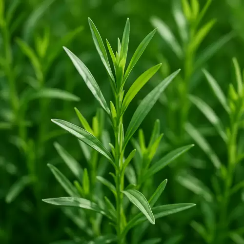 Tarragon