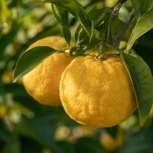 Yuzu