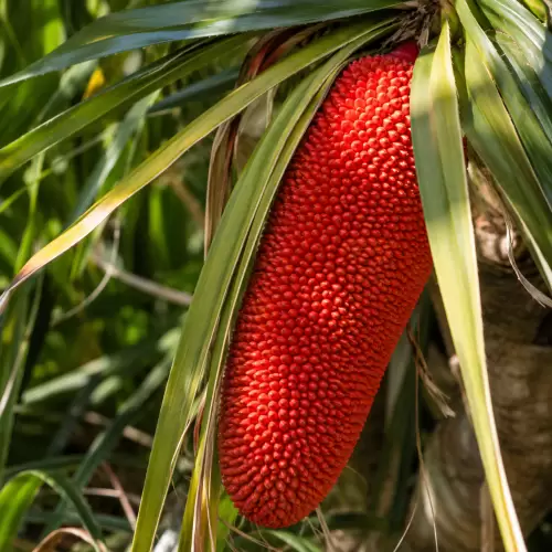Buah Merah