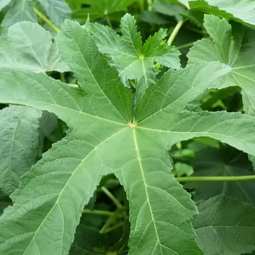 Daun Gedi