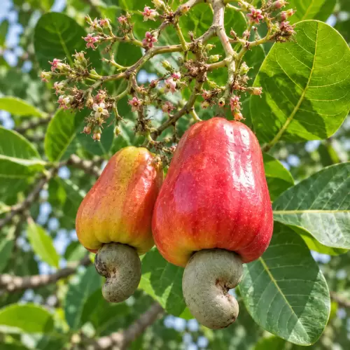 Jambu Mete