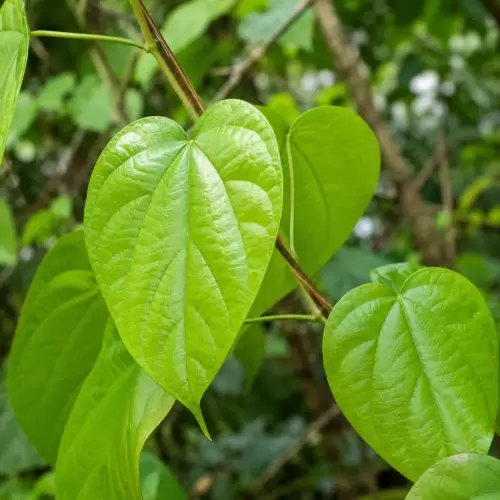 Akar Kuning