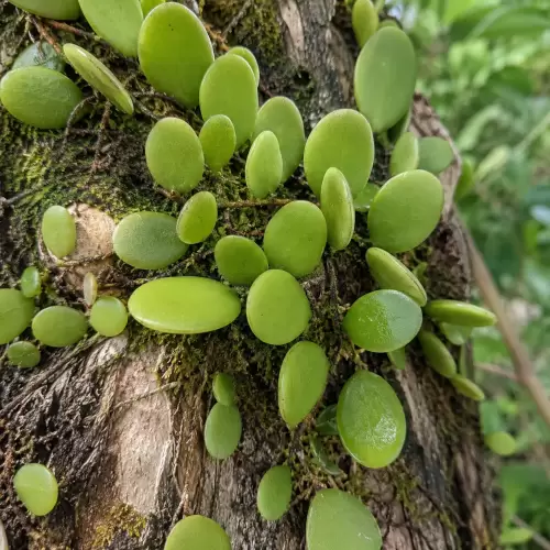 Sisik Naga