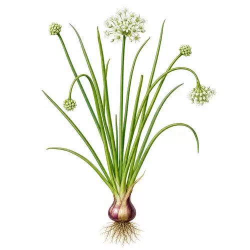 Botanical Illustration Bawang Merah / Shallot (Allium cepa var. aggregatum) Bawang Merah