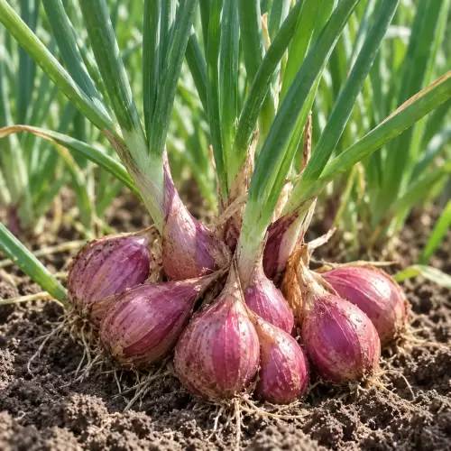 Bawang Merah