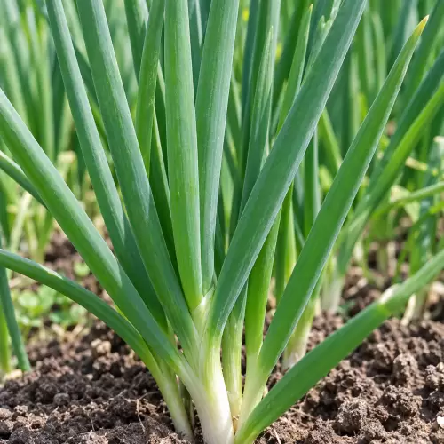 Daun Bawang