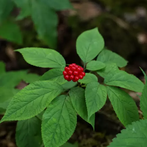 Ginseng Amerika
