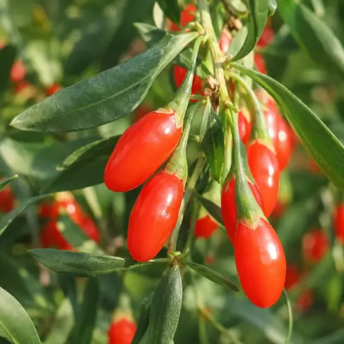Goji Berry