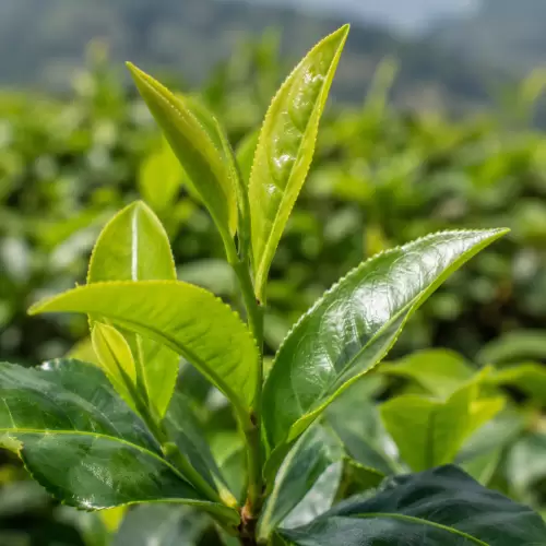 Tea / Teh