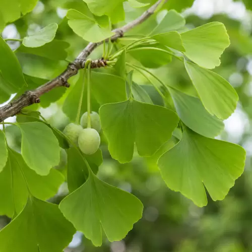 Ginkgo