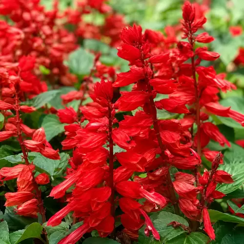 Sage Merah