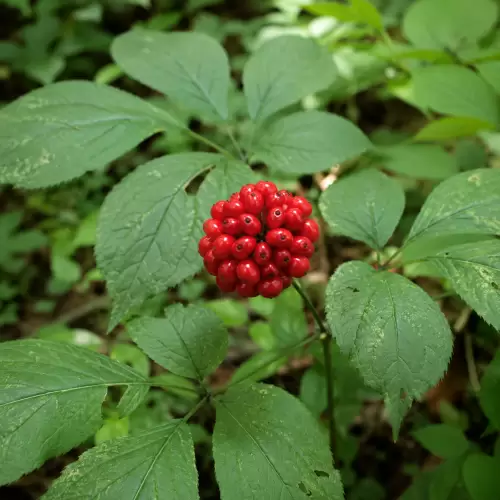 Ginseng Cina