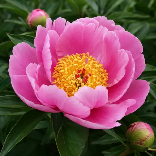 Peony Tiongkok