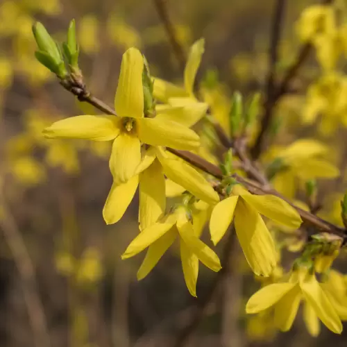 Forsythia / Lian Qiao