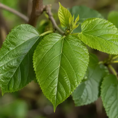 Mulberry Leaf / Sang Ye
