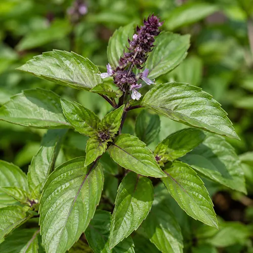 Thai Basil