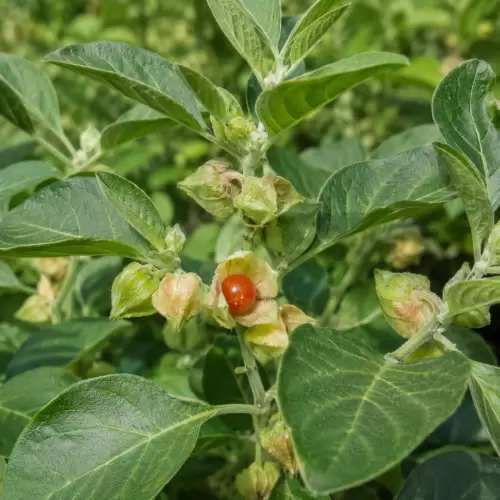 Ashwagandha