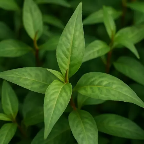 Vietnamese Coriander / Daun Kesum