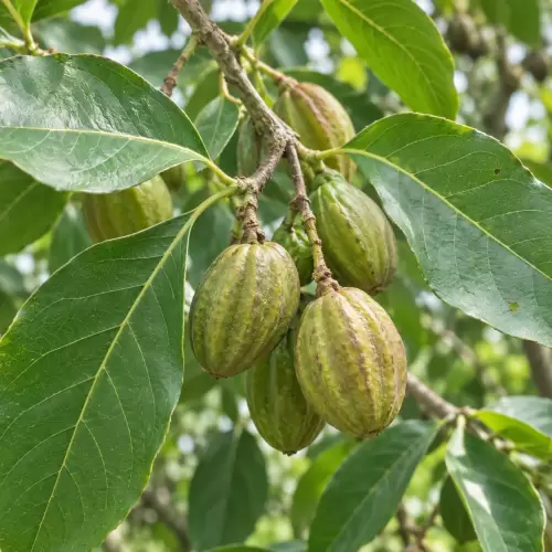Mojokeling