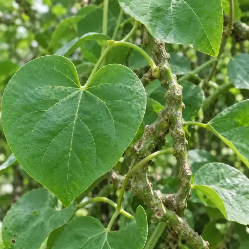 Bratawali