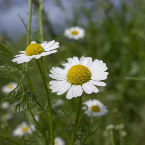 Chamomile