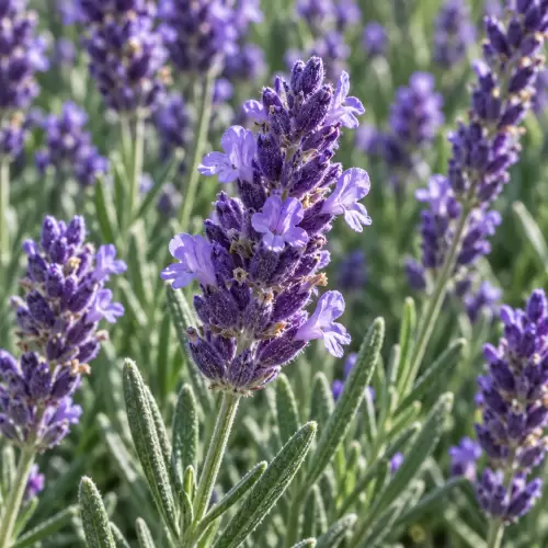 Lavender